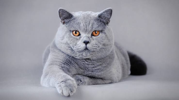 British Shorthair artwork piece 1