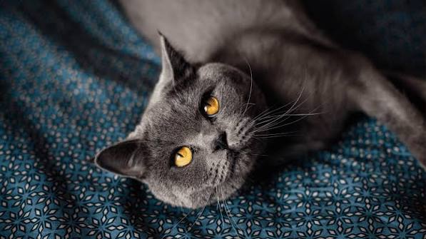 British Shorthair artwork piece 2