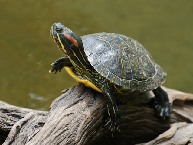 Red-Eared Slider Turtle artwork piece 1